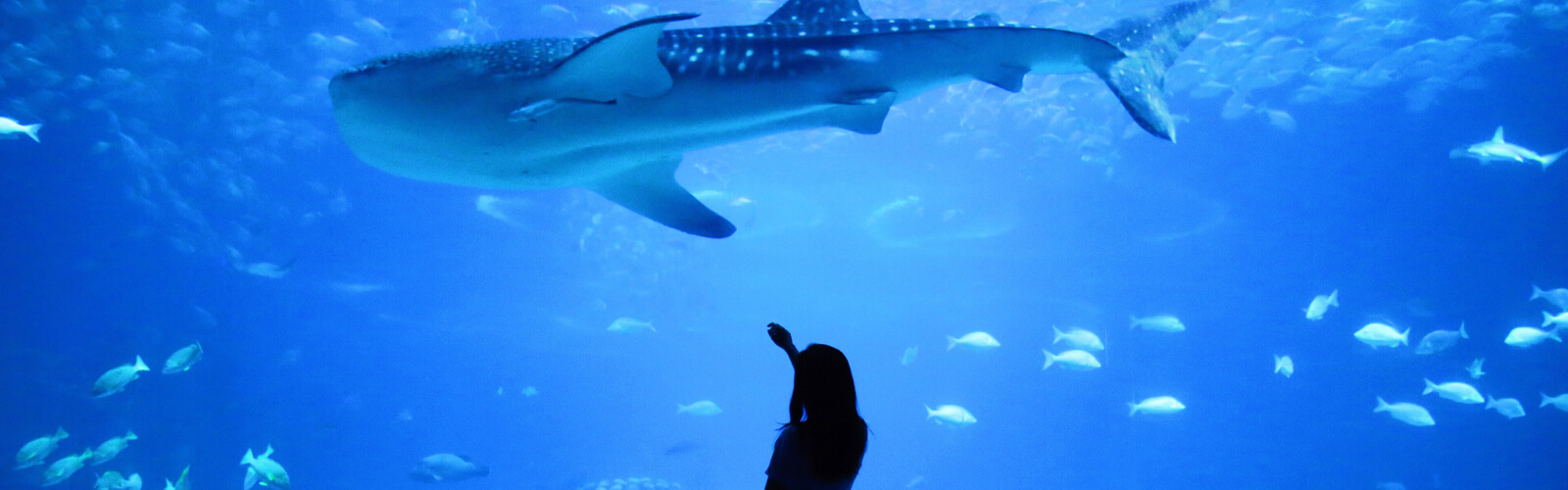 A visitor points at a huge shark swimming in an aquarium.