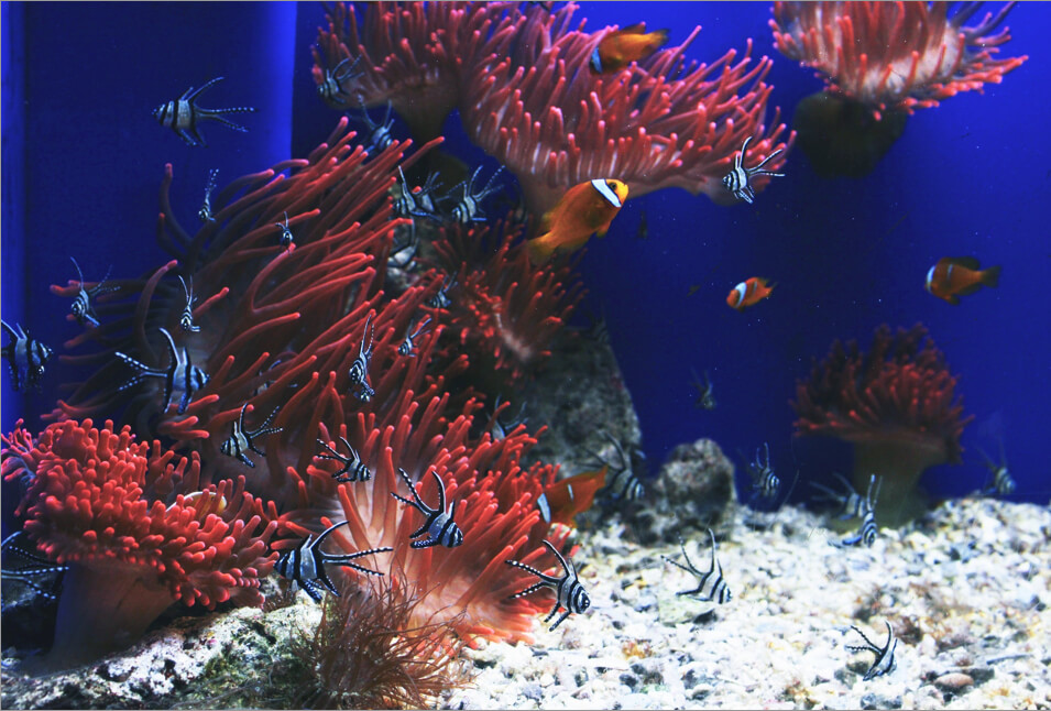 Orange fish are pictured swimming by a coral reef.