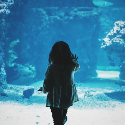 A little girl watches fish swimming in an aquarium.