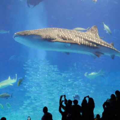 A massive shark swims in the water as a crowd takes photographs.
