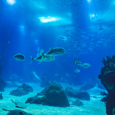 Small fish pass by a coral reef in a large aquarium.