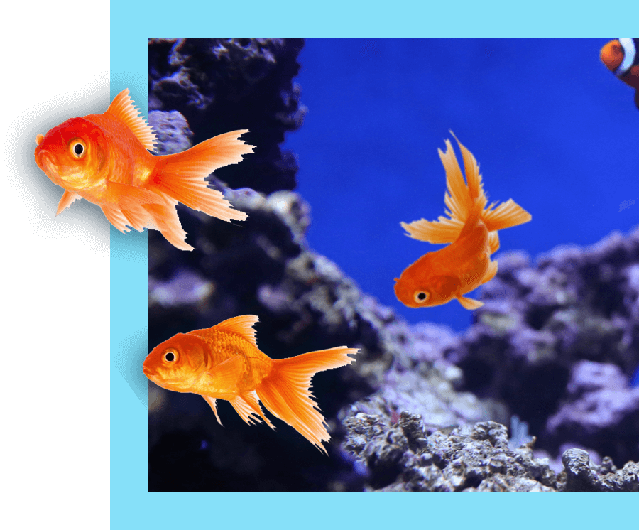 Goldfish are pictured swimming next to a coral reef.