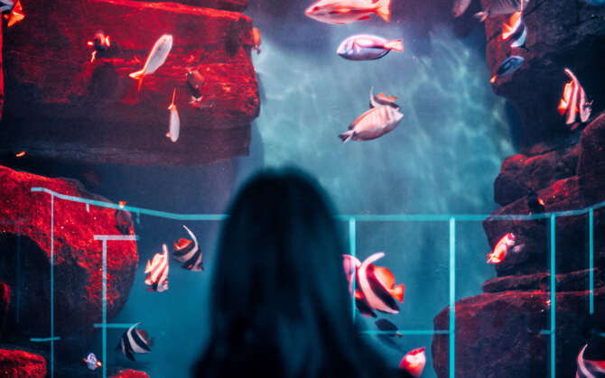 A visitor looks at fish swimming in an aquarium.