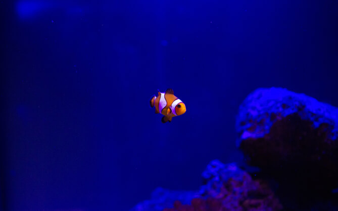 An actual image of Nemo from the movie Finding Nemo.