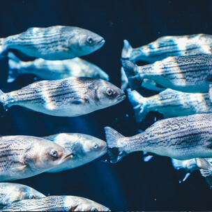 A school of fish swims inside an aquarium.